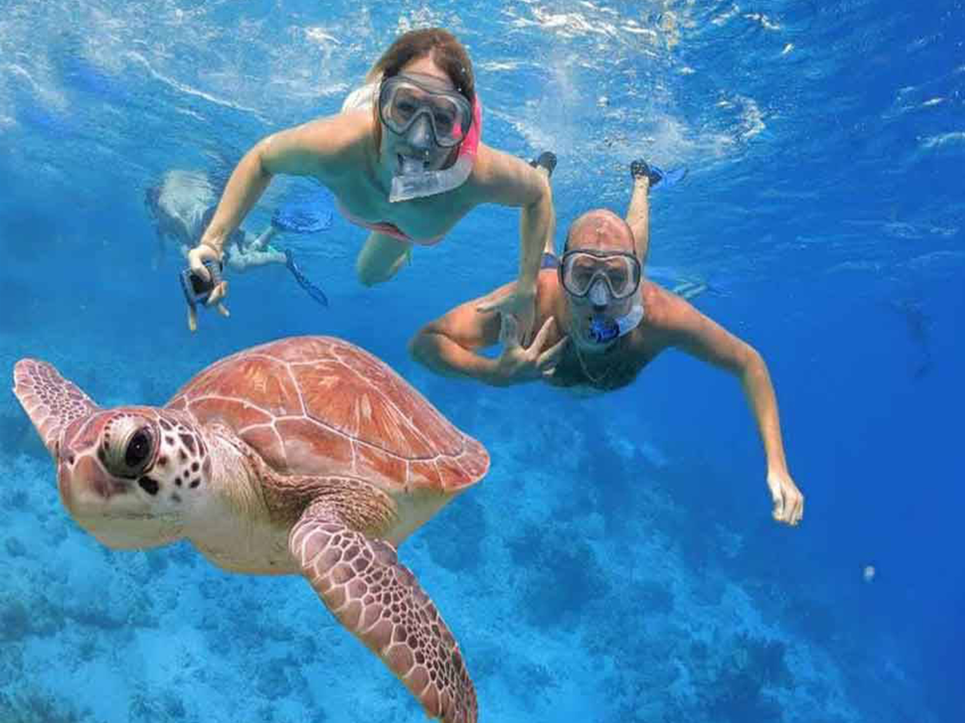 Swimming with Sea Turtles, Snorkeling in Abu Dabab Bay